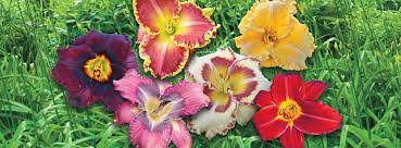 We did not find results for: Daylilies Tips And Growing Instructions Breck S