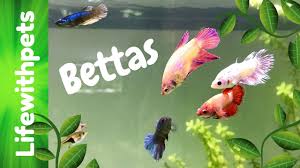 Popular tank mates for the betta fish please subscribe to my channel! Betta Community Tank Update Youtube