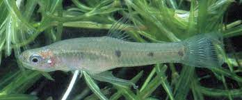 Der von charles darwin zwischen februar 1832 und . Cnesterodon Raddai Sp Nov From Formosa Argentina Peces Criollos