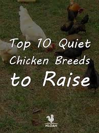 Plymouth rocks are an old breed and are a popular 'base chicken' for many other breeds. The Top 10 Quiet Chicken Breeds You Should Raise New Life On A Homestead Homesteading Blog