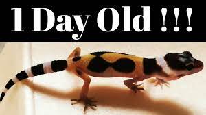 Baby Leopard Gecko Hatched || Baby Leopard Gecko Care And Setup - Youtube