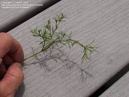 Herbicides are used as supplemental. Plant Identification Closed Can You Identify These Sticker Weeds 0 By Trixiem