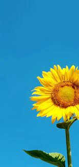 Tired of your same old phone wallpaper? Sunflower Mobile Phone Wallpaper Backgrounds Images Free Download 400295550 Lovepik Com