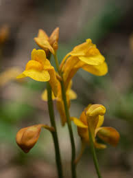 Image result for Utricularia appendiculata