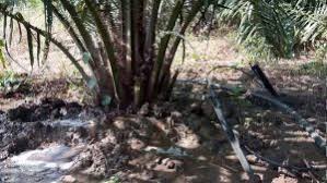 April 23, 2015 akar, baja kelapa sawit, baja sawit, penanaman, penjagaan, penyakit. Pengairan Pada Kelapa Sawit Fastgrow Fertilizer