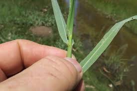 Image result for Panicum repens