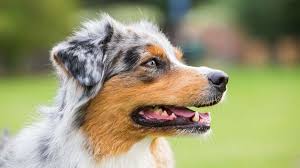 Adopt a rescue dog through petcurious. Australian Shepherd Price Temperament Life Span