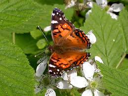 Check spelling or type a new query. American Lady Wisconsinbutterflies Org