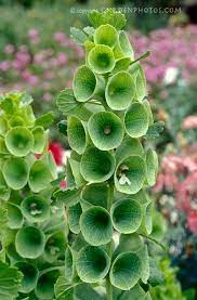 2013 Color Of The Year Emerald Green Flowers Green Flowers Amazing Flowers Flowers