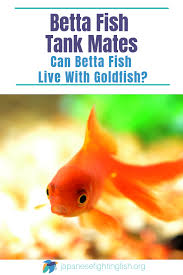 Please try another category or use our search function to find what you are looking for. Can Betta Fish Live With Goldfish Betta Fish Care Articles Betta Betta Fish Betta Fish Care