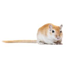 Gerbil | small pet Hamsters, Guinea Pigs & More | PetSmart