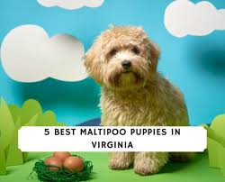 Mom is a maltipoo(7 pounds) and dad is a shih tzu(9 pounds). Maltipoo Puppies In Virginia Top 5 Breeders 2021 We Love Doodles