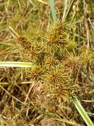 Image result for Cyperus obtusiflorus