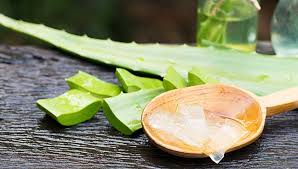 Lidah buaya rahsia kulit cantik | Free Malaysia Today