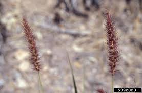 Image result for Cenchrus ciliaris