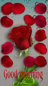 Pin By On Good Morning Flower Phone Wallpaper Love Rose Flower Red Roses Wallpaper