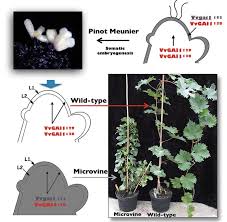 The time between bud break and bloom is usually six to nine weeks, depending on the temperature. The Microvine A Versatile Plant Model To Boost Grapevine Studies In Physiology And Genetics Intechopen