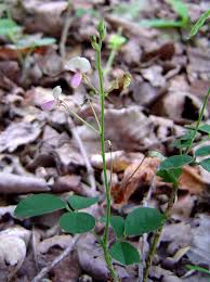 Image result for Grona adscendens