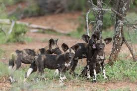 African painted dogs (formerly known as the african wild dog) is one of the most endangered animals in africa. African Wild Dogs New Litter Means They Are On The Comeback Trail By Explore Org Medium