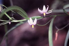 Image result for Walleria nutans