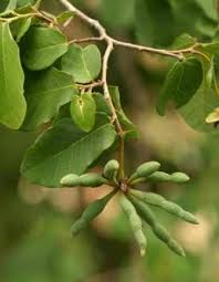 Image result for Hippocratea longipetiolata