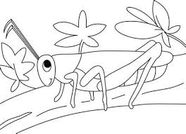 Set off fireworks to wish amer. Grasshoppers Coloring Pages Learny Kids