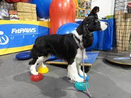 Agility world was a pleasure to do business with. Fitpaws Paw Pods Dog Training Dog Exercise Agility Training For Dogs