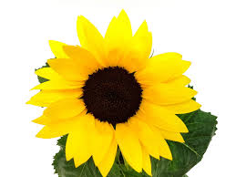 Seminţele sale sunt foarte apreciate, iar uleiul obţinut din acestă plantă este popular. Helianthus Floarea Soarelui Azalea Japonica Floraria Tria S