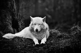 Black and gray beast digital. Black Wolf Wallpaper Opera Add Ons