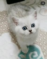 Kedi Sahiplenmek Istiyorum Nereden Bulabilirim Barinaklarda Yavru Kedi Olur Mu Kizlarsoruyor