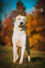 central asian shepherd alabai nc pet photography alabai dog central asian shepherd dream dog