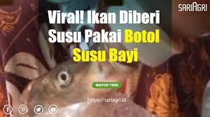 10:05 porno mexicano, cogiendome_tetona en el hotel. Viral Di Medsos Seorang Pria Bisa Hidupkan Ikan Mati Dengan Bumbu Dapur