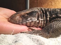 Hey guys, i wanted to know what the best kind of monitor would be. This Lizard Proves That Reptiles Can Be Cute Pets Too Bored Panda