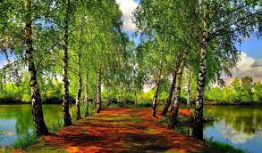 обои на рабочий стол природа в хорошем качестве скачать бесплатно Oboi Vodoyom Zelen Razdel Priroda Razmer 1920h1080 Full Hd Skachat Besplatno Kartinku Na Rabochij Stol I Telefon