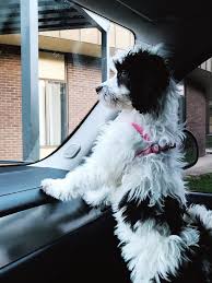 Mini sheepadoodle puppies for sale in nc. Mixed Puppies For Sale Candler Nc 286411 Petzlover