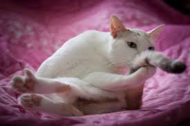 Sweat glands, most of which are non functional and sebaceous glands. Why Do Cats Chase Their Tails Cattitude Daily