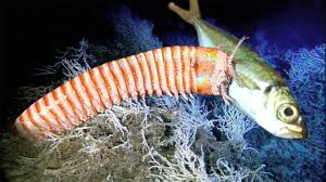 It Is Incredible To Have A Worm Eat Fish