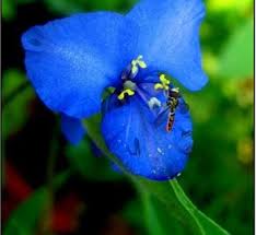 Image result for Commelina purpurea