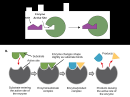 Learn vocabulary, terms, and more with flashcards, games, and other study tools. Ch103 Chapter 7 Chemical Reactions In Biological Systems Chemistry