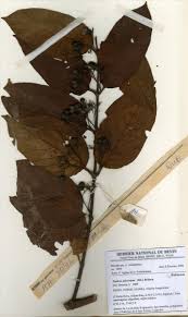 Image result for Psydrax subcordata