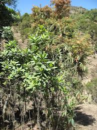 Image result for Hypericum revolutum