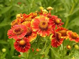 We did not find results for: 12 Heavenly Flowers That Start With H
