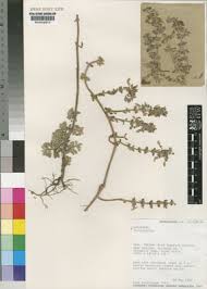 Image result for Coleus lasianthus