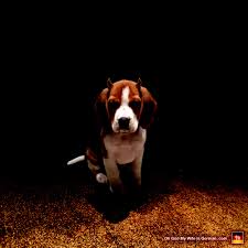 We did not find results for: Yeti The Evil Beagle Oh God My Wife Is German