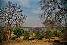 Image result for Glossostelma spathulatum