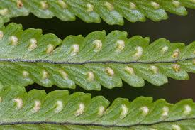 Image result for Nephrolepis undulata