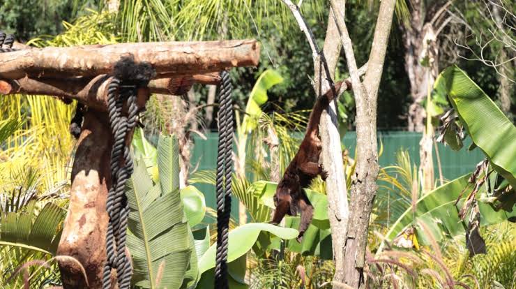 Eco Park Foz will have Brazil's first monkey enclosure -