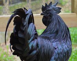 Details and compatible parents can be found on the yamask egg moves page. This Rare Goth Chicken Is 100 Black From Its Feathers To Its Internal Organs And Bones Bored Panda