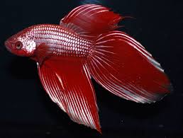 Bettas Top Shelf Bettas Pet World And The Aqua Shoppe Betta Fish Siamese Fighting Fish