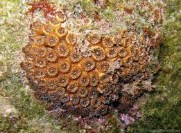 Image result for Loxodera caespitosa